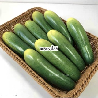 แตงกวาปลอม ผักปลอม แตงกวา สำหรับตกแต่งร้านอาหาร แต่งบ้าน แต่งร้านค้า ตกแต่งห้องครัว ตู้โชว์อาหาร