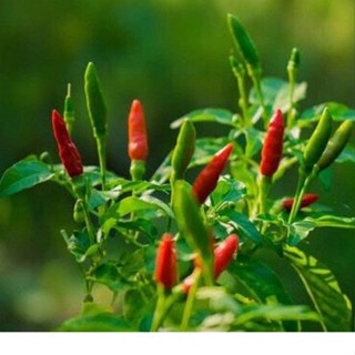 เมล็ดพริกขี้หนูสวน 30 เมล็ด คัดพิเศษ งอกดี ปลูกง่าย โตไว ผลผ…