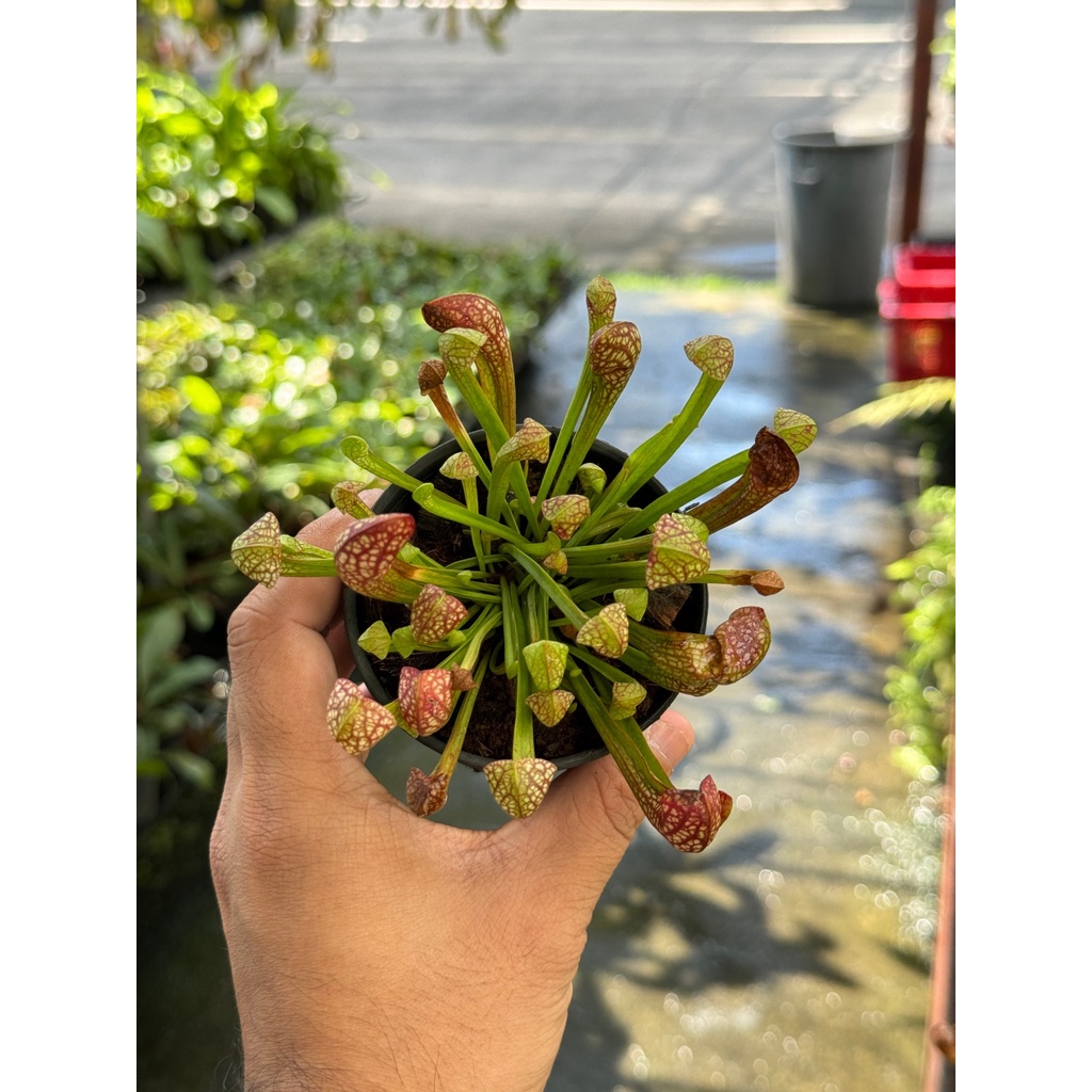 มุมมอง 6