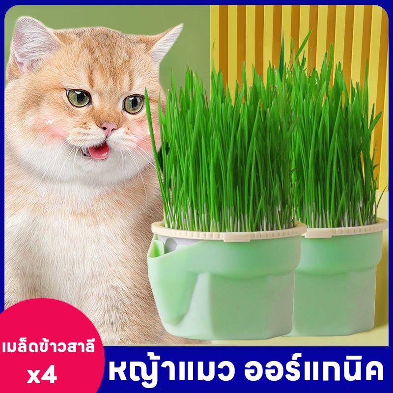 พร้อมส่ง😻😻หญ้าแมว ออร์แกนิค ชุดปลูกข้าวสาลี ชุดหญ้าแมว ถาดเพาะต้นอ่อน ชุดปลูกข้าวสาลีแมว
