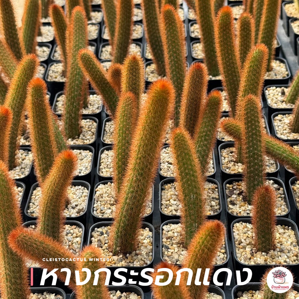 หางกระรอกแดง Cleistocactus Winteri ( red variant ) กระบองเพชร ไม้อวบน้ำ Cactus&amp;Succulent