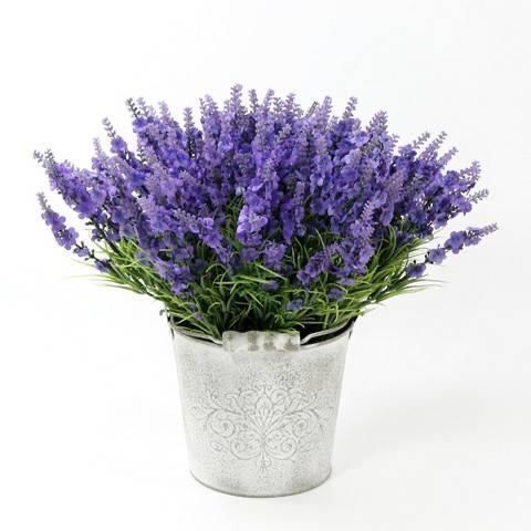 🌹Lavender Seeds Indoor and Outdoor Easy to Plant Grow up Easily Flower Seed🌺