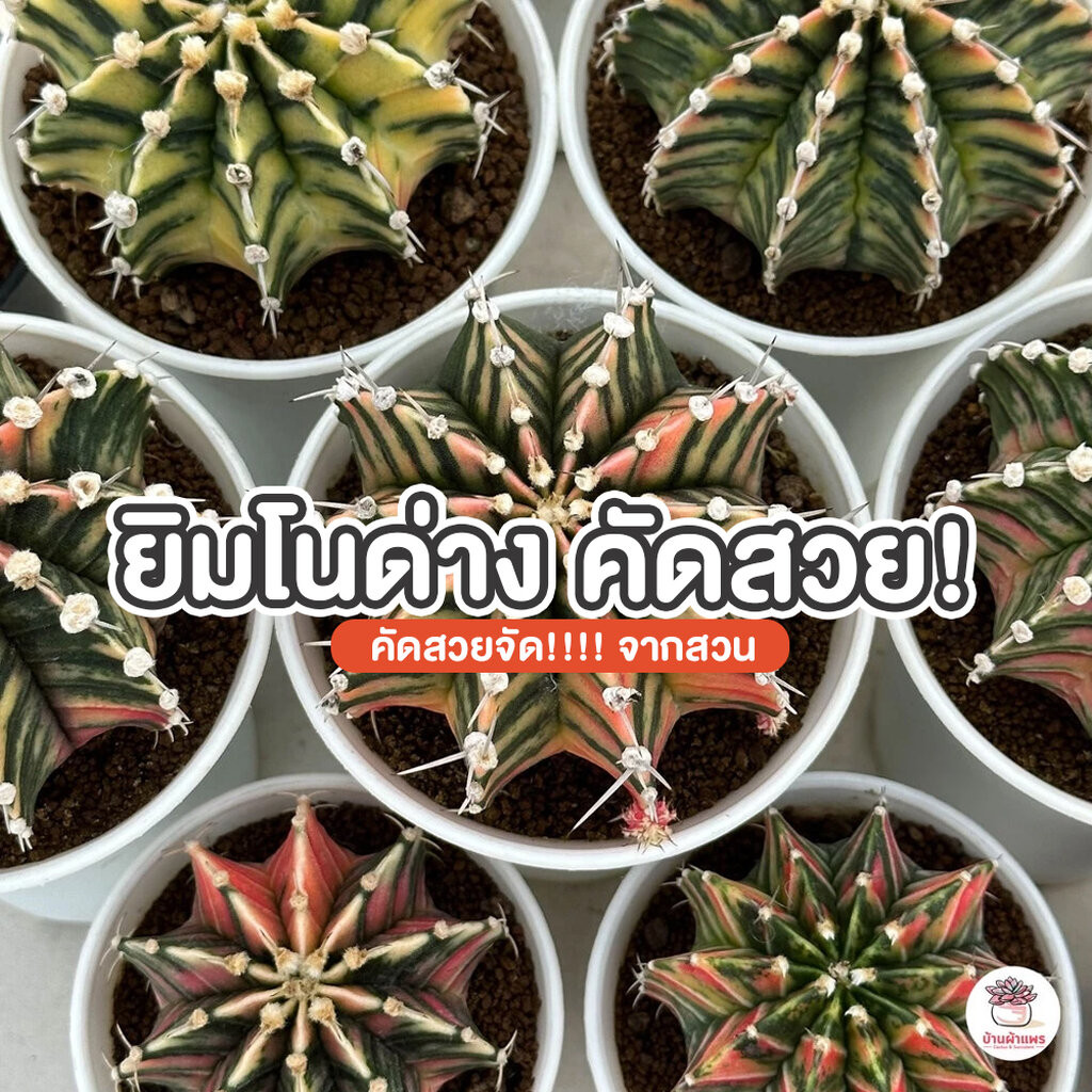 ยิมโนด่าง ไม้เมล็ด #คัดสวย Gymnocalycium แคคตัส กระบองเพชร cactus&succulent