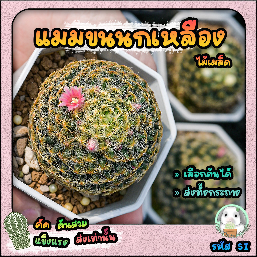 แมมขนนกเหลือง (เลือกต้นได้) ไม้เมล็ด( ต้นกระบองเพชร Mammillaria schiedeana ) Set SI ต้นแคคตัส