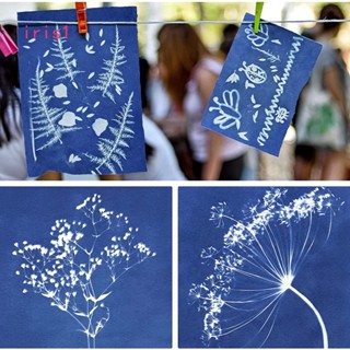 Cyanotype ชุดกระดาษพิมพ์ลายดวงอาทิตย์ 32 ชิ้น