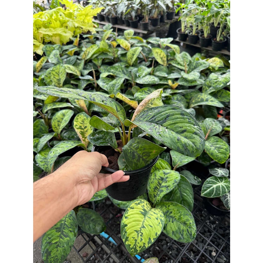 มุมมอง 3