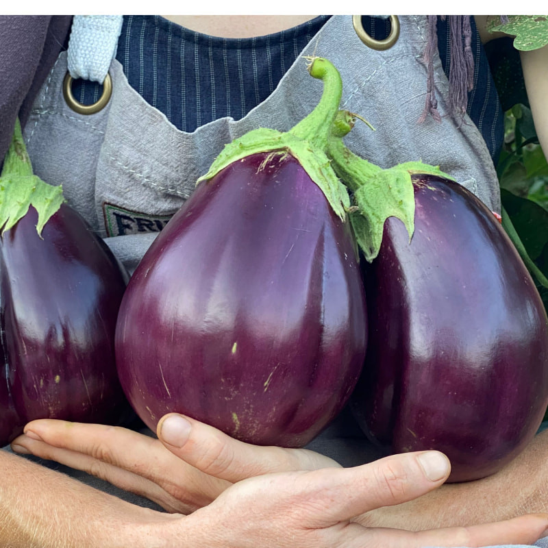 เมล็ดพันธุ์ มะเขือม่วงยักษ์  (100เมล็ด)  พร้อมส่ง