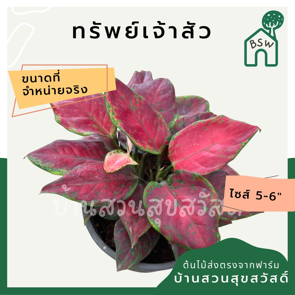 ต้นทรัพย์เจ้าสัว อโกลนีมา กระถาง 5 นิ้ว ในกระถางพร้อมตั้ง