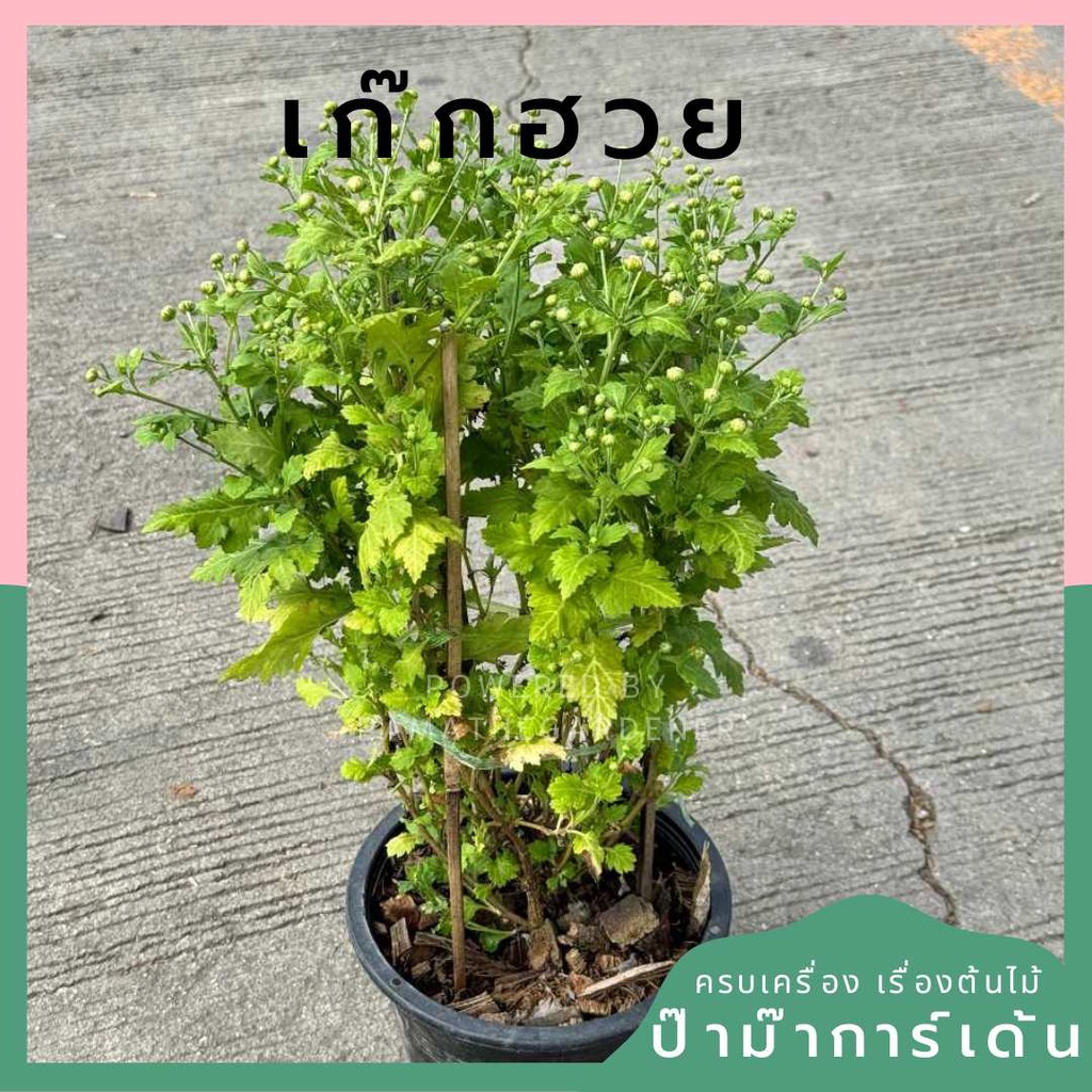 ต้นเก๊กฮวย กระถาง 8 นิ้ว