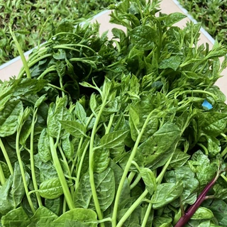 เมล็ดพันธุ์ เมล็ดผักปรัง ผักปลัง ผักปัง ผักปลังเขียว 300 เมล็ด (10 แถม 1 คละได้ ) งอกดี ปลูกง่าย โตไว ผลผลิตสูง