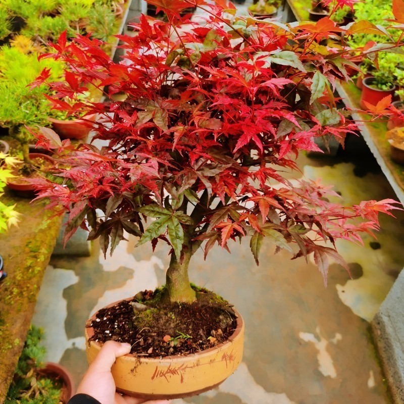[Stunning Red Maple] Chinese Red Maple, Japanese Red Dancer Tree Seedlings สามารถปลูกในสวนได้ง่าย