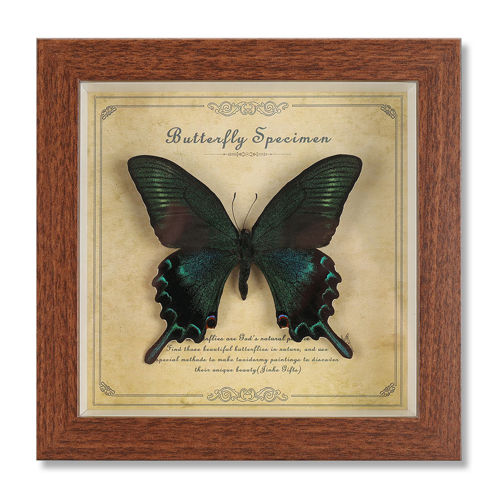 Real Butterfly Specimen Photo Frame Retro 6 Inch Wooden Glass High End Decorative Painting Gift Birthday Teaching Props 7IFL