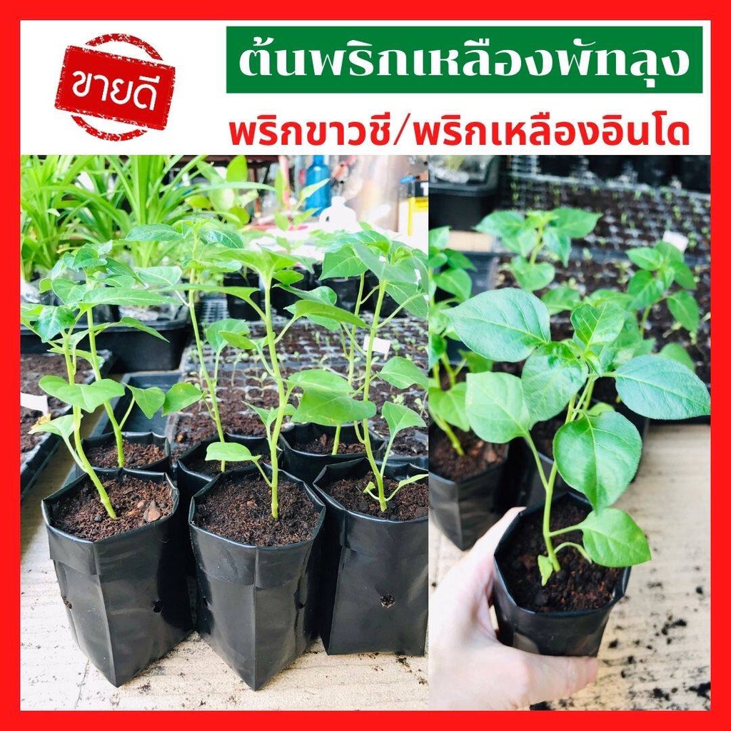 ส่งเร็ว ผักสวนครัว ต้นพริกพริกเหลืองอินโด เหลืองพัทลุง พริกขาวชี ในถุงดำ ลงดินลงกระถางได้เลย กล้าพริก ต้นกล้าพริก กล้า
