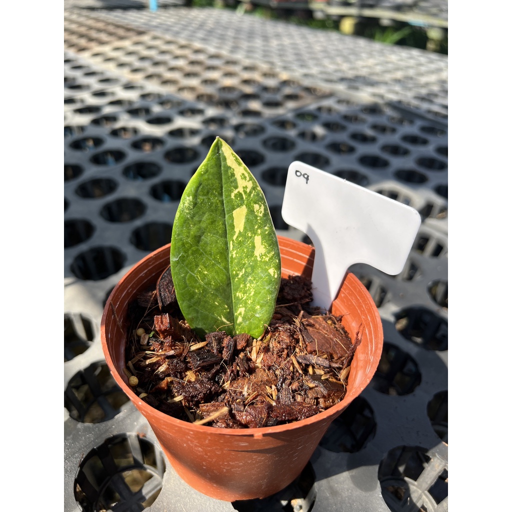 มุมมอง 3