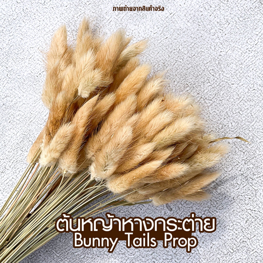 ต้นหญ้าหางกระต่าย Bunny Tails Prop พร็อพถ่ายรูป ตกแต่งบ้าน ร้านค้า ไม้ประดับแจกัน อบแห้ง