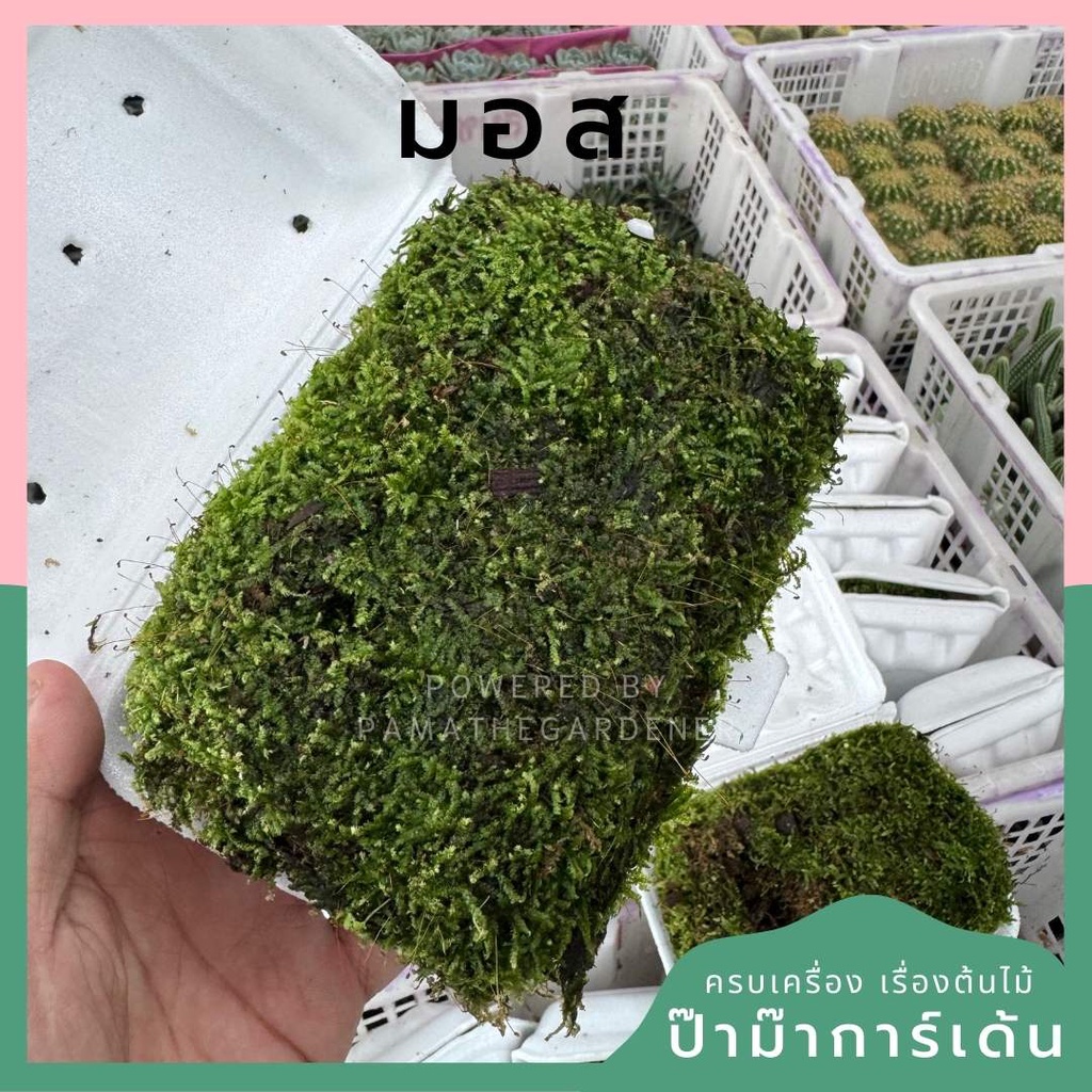 มอสดินละเอียด พร้อมส่ง