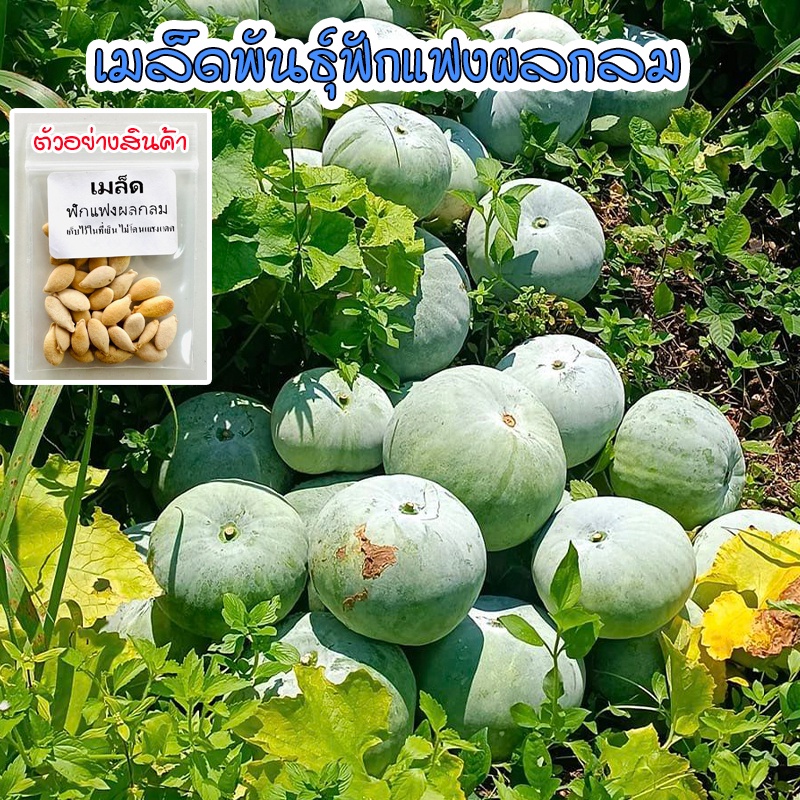 เมล็ดพันธุ์ ฟักแฟง ผลกลม ฟักหอมกลม ลูกใหญ่ 25 เมล็ด [10 แถม 1 คละได้]