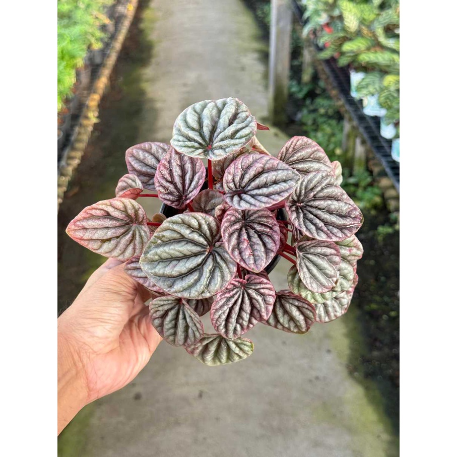 มุมมอง 3