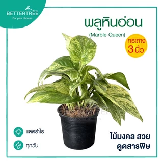 พลูหินอ่อน กระถาง 3 นิ้ว Epipremnum Aureum Marble Queen พลูด่าง ไม้ฟอกอากาศ