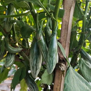 มะเขือตอปิโด มะเขือลักบี้ เมล็ดคัดพิเศษ โตเร็ว เมล็ดพันธุ์  …