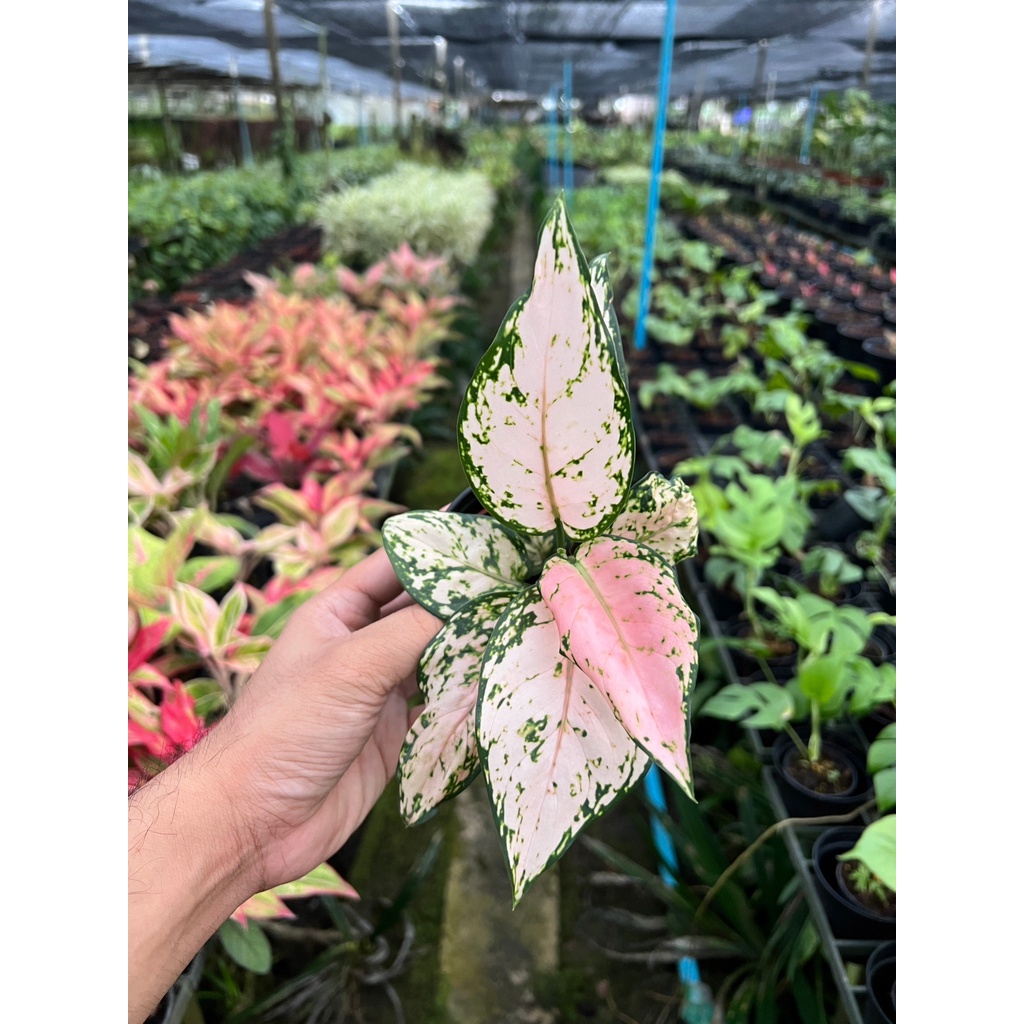 ต้นอัญมณีชมพู สีพลาสเทล หรือต้น Lucky pink