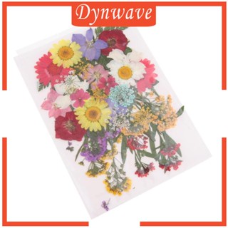 [Dynwave] ดอกไม้แห้ง หลายดอก สําหรับงานฝีมือ DIY 10 ชิ้น