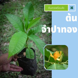 ต้นจำปาทอง ต้นสวยฟอร์มสวย กลิ่นหอม ดอกดก Magnolia champaca