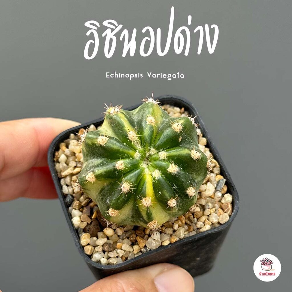 อิชินอปด่าง #กระถาง2นิ้ว Echinopsis Variegata แคคตัส กระบองเพชร cactus&succulent