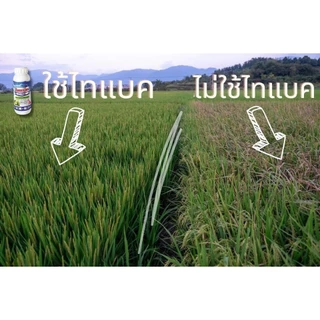 ️ยกลัง 12 ขวด ️️ไทแบค (ซิงค์ไทอะโซล 20%) ยาเชื้อรา ยาแบคทีเรีย สารป้องกันกำจัดโรคพืช 1 ลิตร /12 ขวด สุดคุ้ม