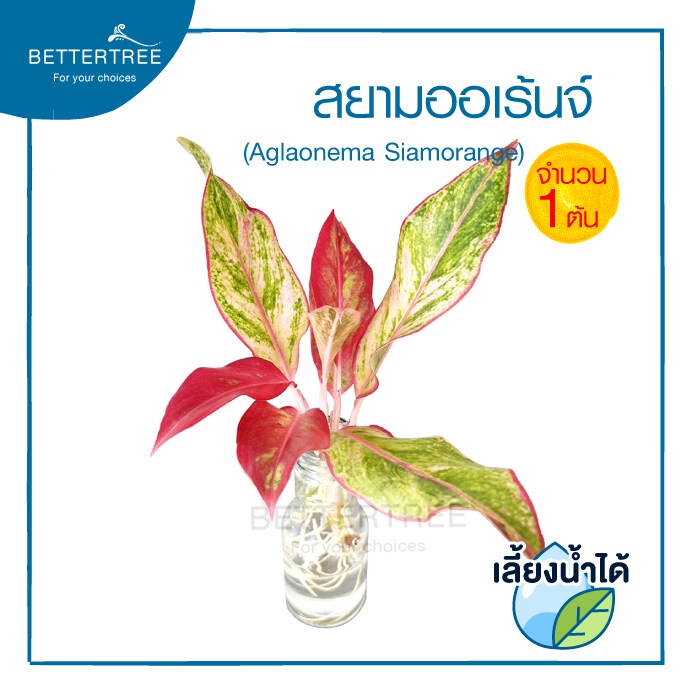 สยามออเร้นจ์ (จำนวน 1 ต้น) 💧สามารถเลี้ยงน้ำได้ ไม้ฟอกอากาศ