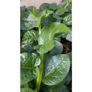 เมล็ดพันธุ์ เมล็ดผักปรัง ผักปลัง ผักปัง ผักปลังเขียว 300 เมล…