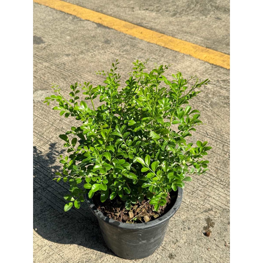 มุมมอง 5