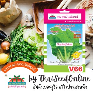 ADV ซฟ เมล็ดพันธุ์ ขาวปลี ขาวอินเตอร์ ตราตะวันต้นกล้า V66