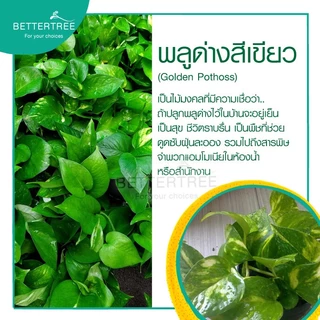 พลูสีเขียว กระถาง 3 นิ้ว ต้นไม้ฟอกอากาศ ต้นไม้ พลูด่าง