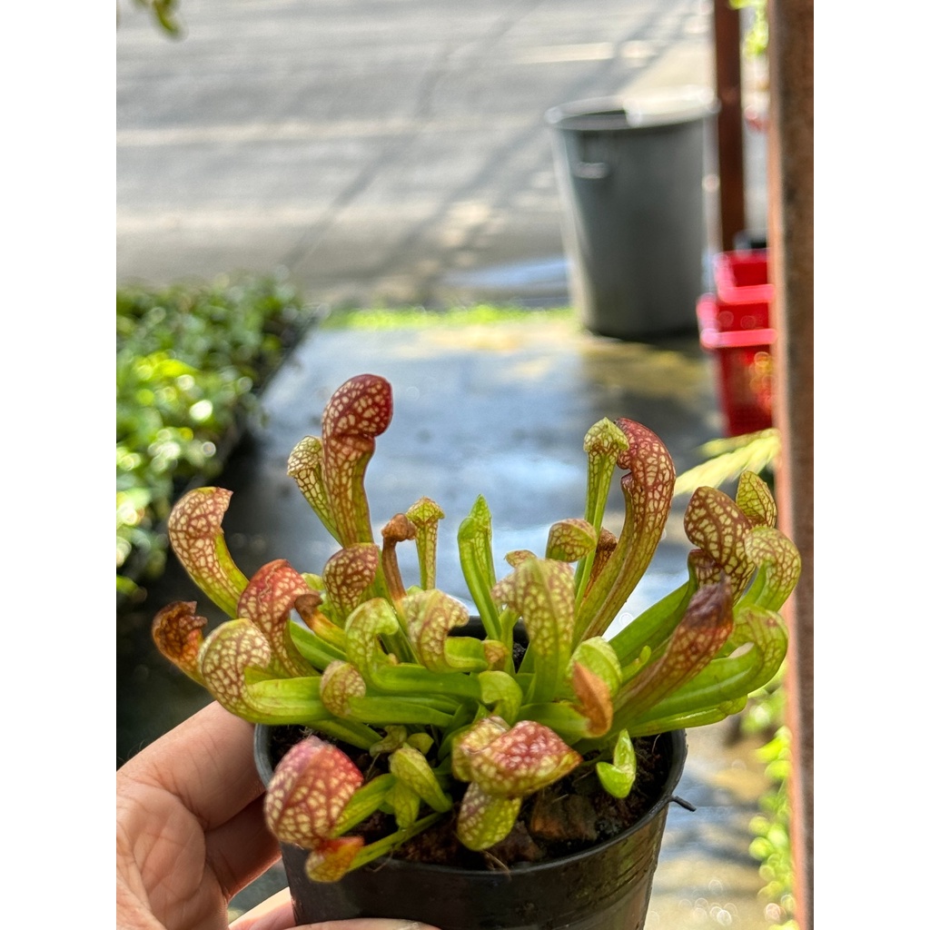 มุมมอง 4