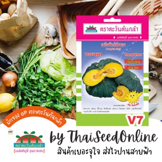 ADV ซฟ เมล็ดพันธุ์ ฟักทอง ทองพูน ตราตะวันต้นกล้า V7