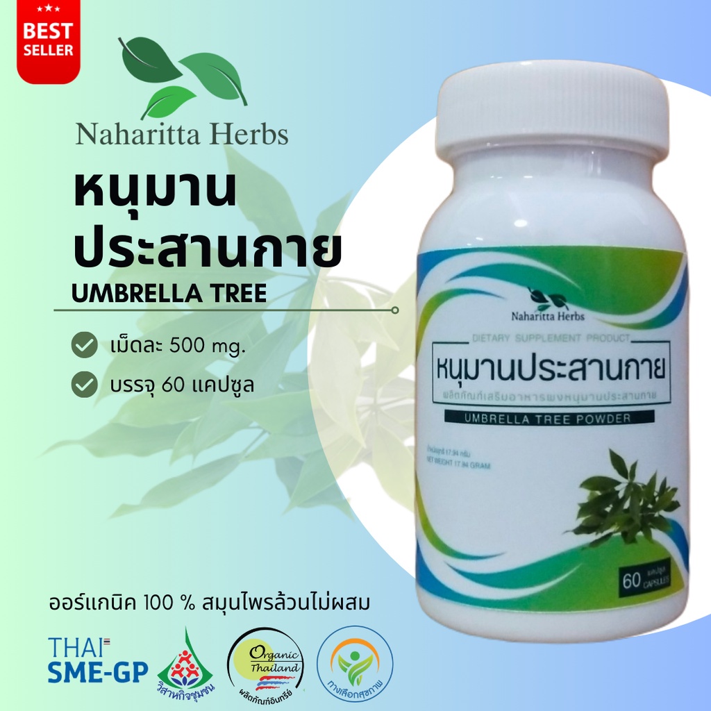 หนุมานประสานกาย Umbrella tree 100% 60cap. ส่งไว คุณภาพดี