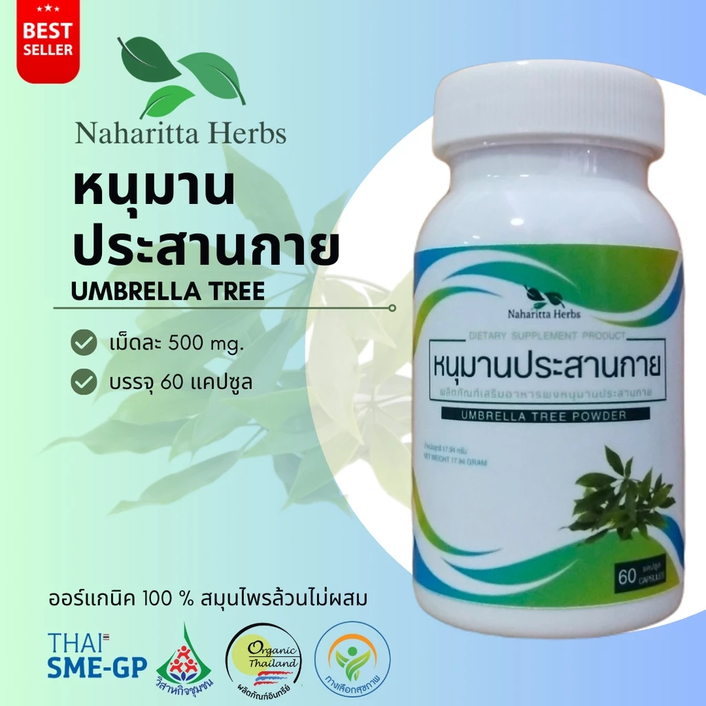 หนุมานประสานกาย Umbrella tree 100% 60cap. ส่งไว คุณภาพดี