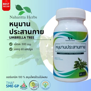 หนุมานประสานกาย Umbrella tree 100% 60cap. ส่งไว คุณภาพดี