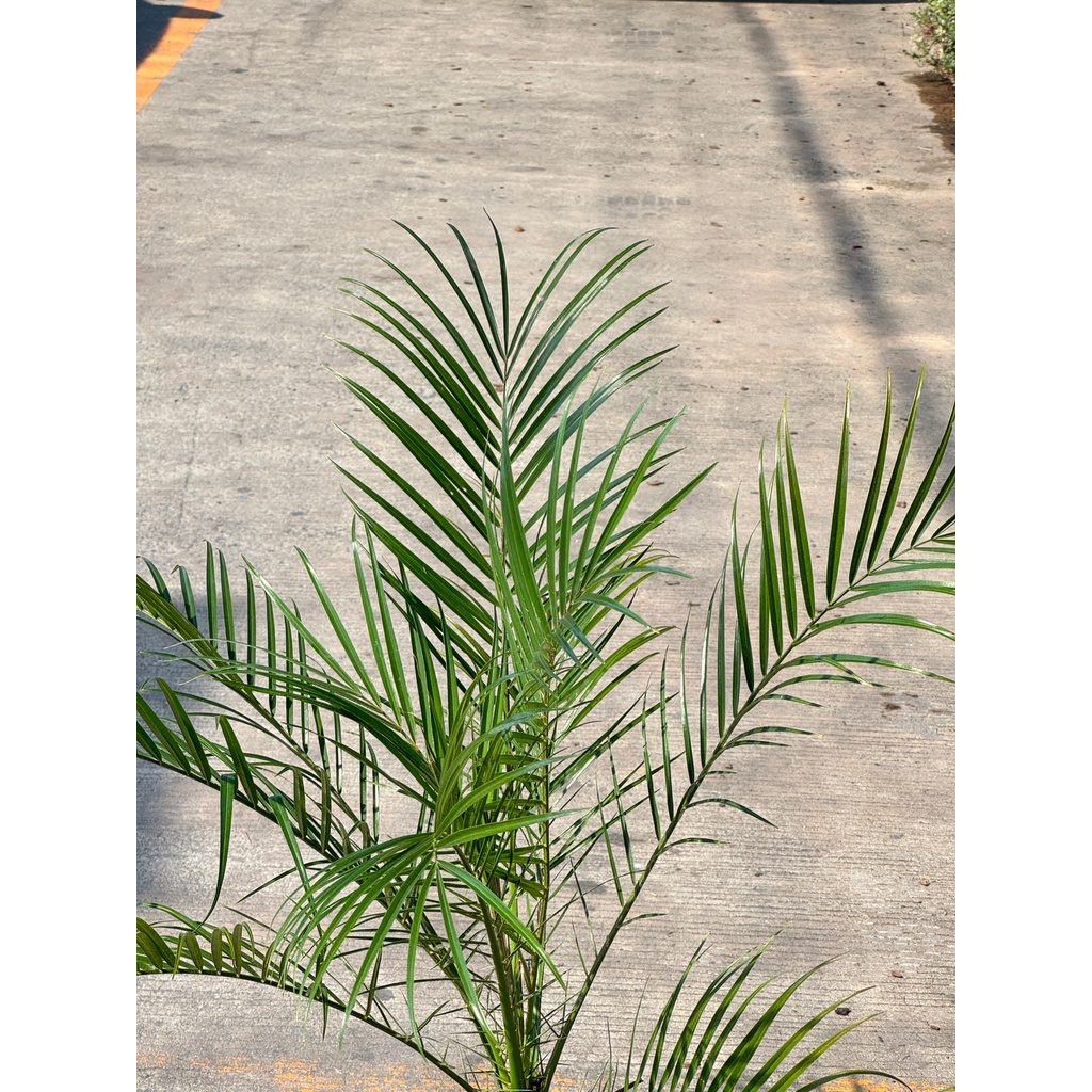 มุมมอง 4