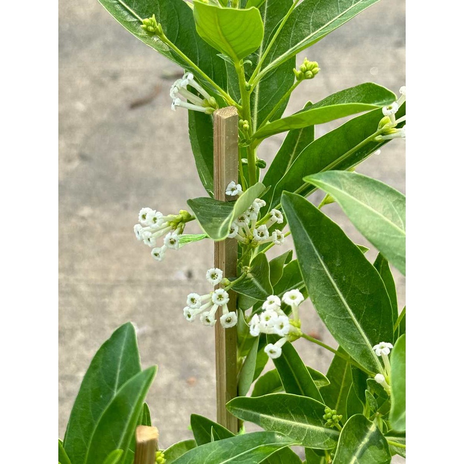 มุมมอง 3