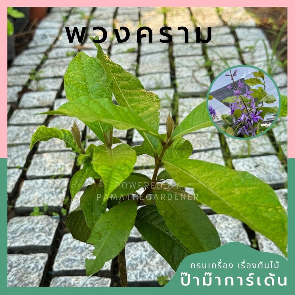 พวงครามกระถาง 5 นิ้ว ดอกสีม่วง