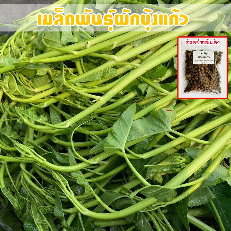 เมล็ดพันธุ์ ผักบุ้งเย็นตาโฟ ผักบุ้งแก้ว 200 เมล็ด  [10 แถม 1 คละได้]