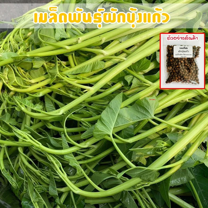 เมล็ดพันธุ์ ผักบุ้งเย็นตาโฟ ผักบุ้งแก้ว 200 เมล็ด [10 แถม 1 คละได้]