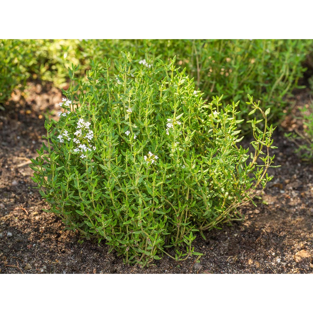 เมล็ดไทม์ สมุนไพรฝรั่ง Thyme 90-200 เมล็ด  ใช้ทำอาหาร มีกลิ่นหอม (10 แถม 1 คละได้)