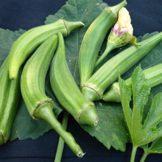 เมล็ดพันธุ์ กระเจี๊ยบเขียว 40-100 เมล็ด ปลูกง่ายโตเร็ว ผลผลิ…