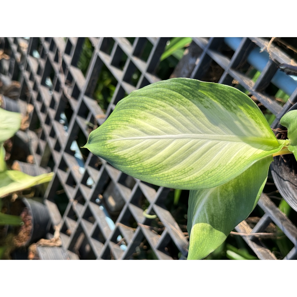 มุมมอง 5