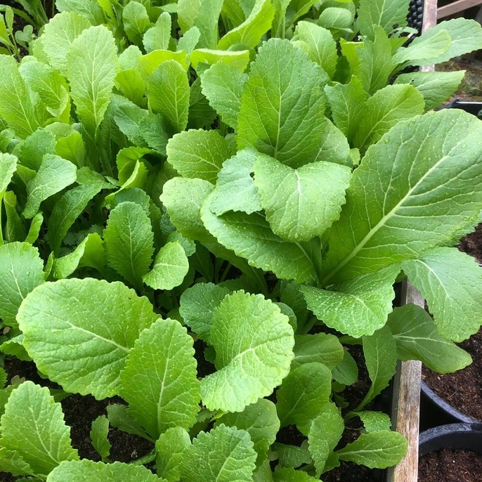 เมล็ดพันธุ์ ผักกาดเขียว ชุนฉ่าย ผักกาดเขียวกวางตุ้ง  12000 เมล็ด ตัวเลือก [10 แถม 1 คละได้ ] - รูปที่ 2