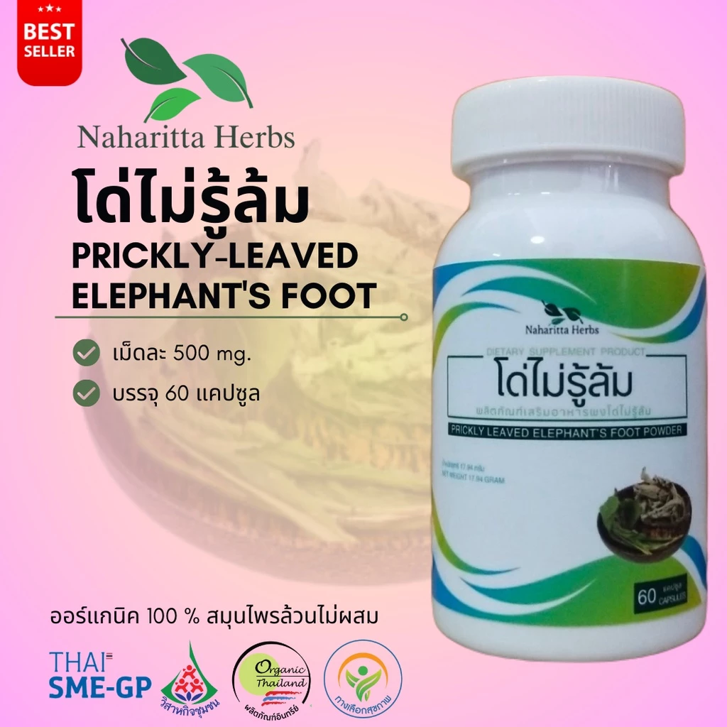 โด่ไม่รู้ Prickly-leaved elephant's foot 100% 60cap. เลือกขนาดได้ในตัวเลือก