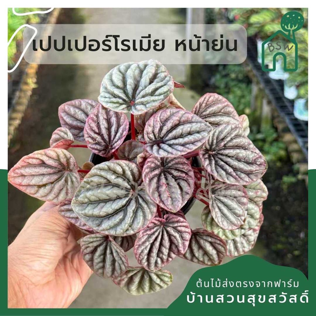 มุมมอง 2